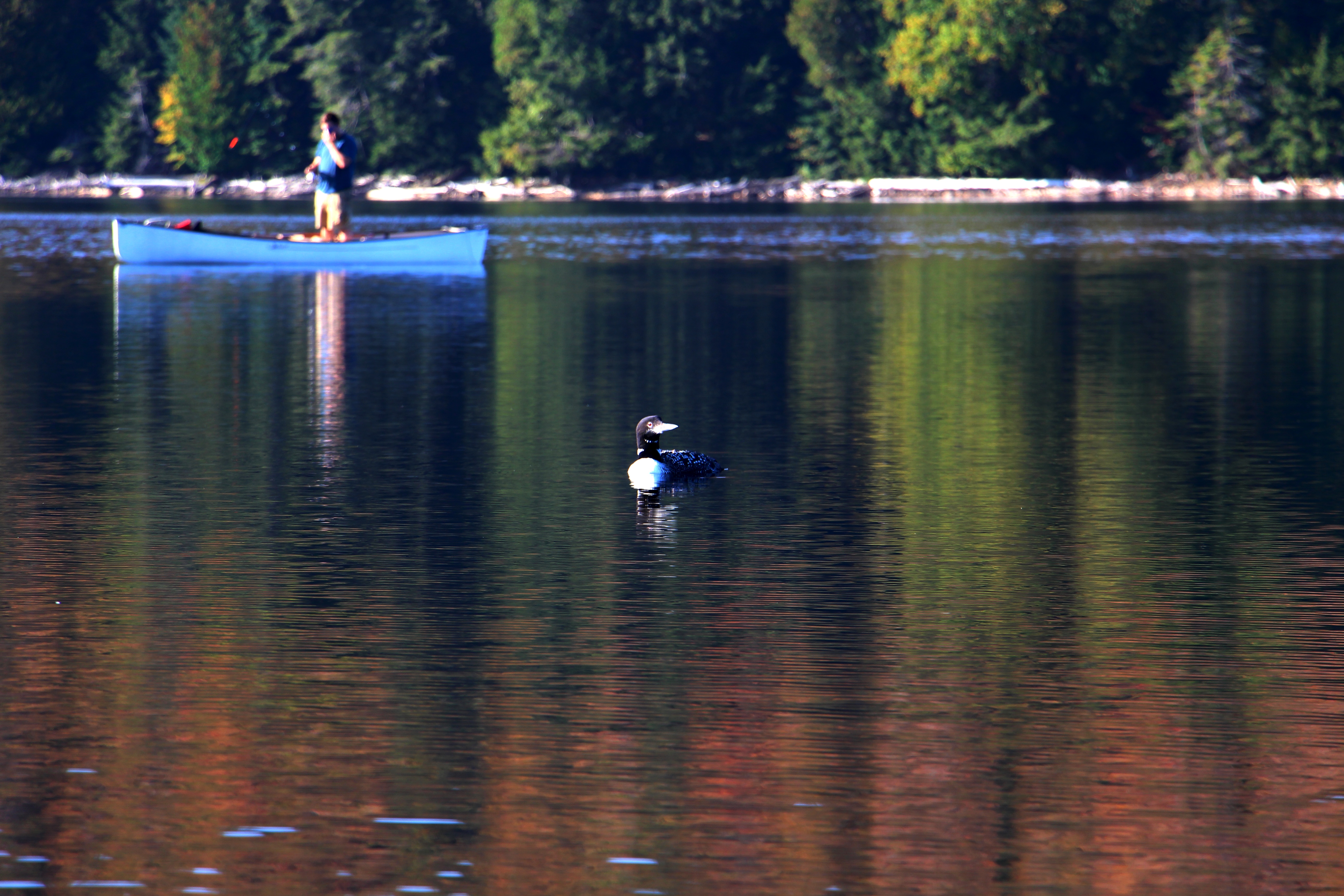 Loon and Canoe by Rick Sturch